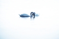 Joutsenet5 800px